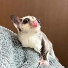 フクロモモンガ　ノーマル♀ - ペット