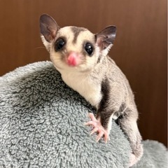 フクロモモンガ　ノーマル♀