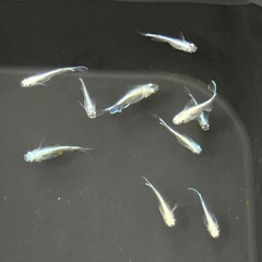 みゆきメダカ10匹で400円