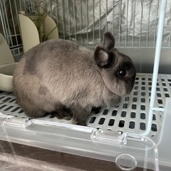 うさぎ 3匹 里親募集