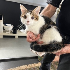 三毛柄みたいな男の子、6ヶ月です💕