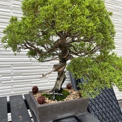 盆栽 糸魚川真柏