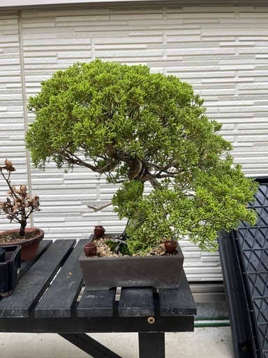 盆栽　糸魚川真柏