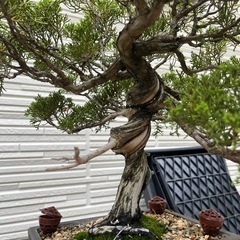 盆栽 糸魚川真柏