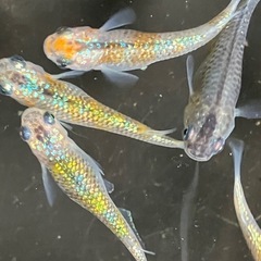 メダカ　ベテルギウス① 10匹