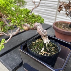 真柏　盆栽の画像