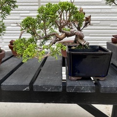 真柏　盆栽