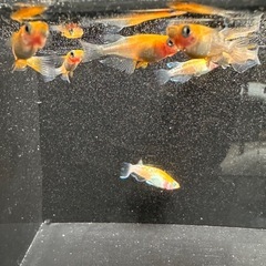 神戎3　成魚1匹100円　メダカ　めだか　体外光　三色