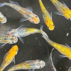 メダカ　ベテルギウス② 10匹