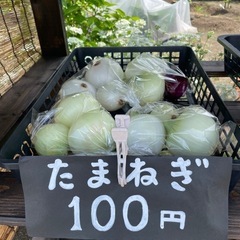 新タマネギ