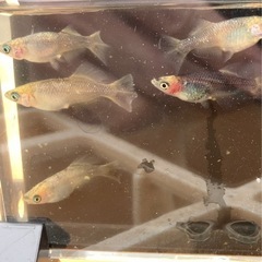 メダカ　めだか　卵　産卵床ごとの画像