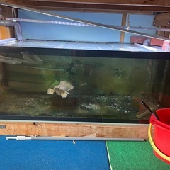 熱帯魚水槽 の画像