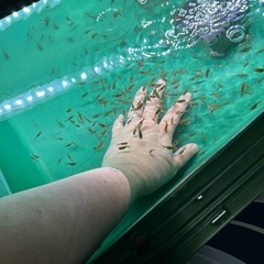 金魚 本日限定！