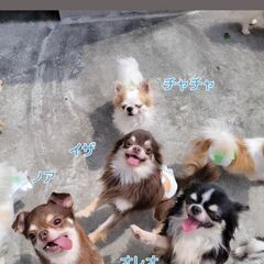 わんちゃんのお世話やお掃除