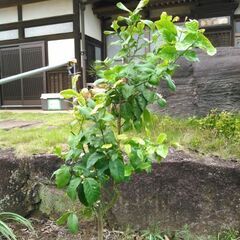 レモン