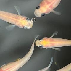 メダカ　ミルキーパンダ　10匹の画像