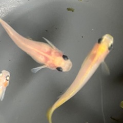 メダカ　ミルキーパンダ　10匹の画像