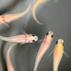 メダカ　ミルキーパンダ　10匹の画像