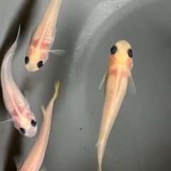 メダカ　ミルキーパンダ　10匹の画像