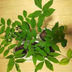 【一時停止】    藤の苗 盆栽素材