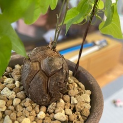 亀甲竜　鉢付きの画像