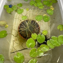 アサザ　めだかの水草🍀トロファストサイズ