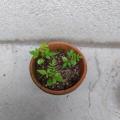 山椒の苗