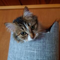 モフモフ長毛三毛猫のちょ〜可愛い子です。