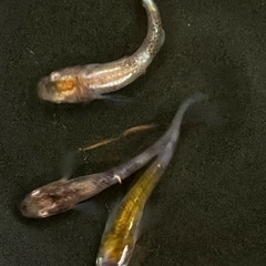 【黄白虎】有精卵50個　めだか 幹之 彩虹 楊貴妃 ラメ サファイア PSB 笑香めだかの画像