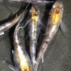 【黄白虎】有精卵50個　めだか 幹之 彩虹 楊貴妃 ラメ サファイア PSB 笑香めだかの画像
