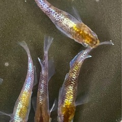 【黄白虎】有精卵50個　めだか 幹之 彩虹 楊貴妃 ラメ サファイア PSB 笑香めだかの画像
