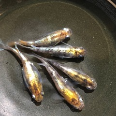 【黄白虎】有精卵50個　めだか 幹之 彩虹 楊貴妃 ラメ サファ...