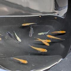 ミックスメダカ13匹無選別　若魚
