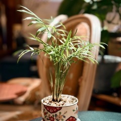 観葉植物　テーブルヤシ　高さ30cm　有田焼の鉢付き