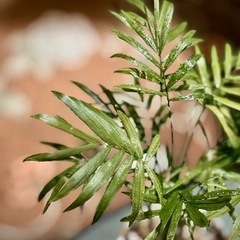 観葉植物　テーブルヤシ　高さ30cm　有田焼の鉢付きの画像