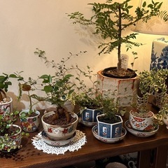 観葉植物　テーブルヤシ　高さ30cm　有田焼の鉢付きの画像
