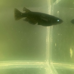 メダカ『クムブルー』約10匹の画像