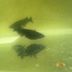 メダカ『クムブルー』約10匹の画像