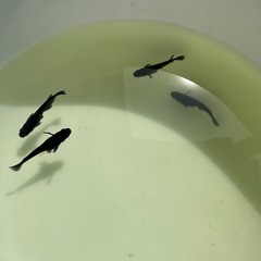 メダカ『クムブルー』約10匹の画像