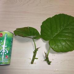 観葉植物 フィカス ウンベラータ