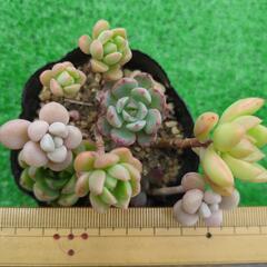 多肉植物　色々ミックスの画像