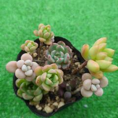 多肉植物　色々ミックス