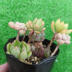 多肉植物　色々ミックスの画像