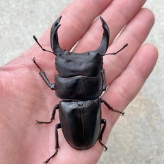 オオクワガタ　クワガタ 久留米産　新成虫