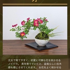 大宮　盆栽教室の体験に一緒に行きませんか？