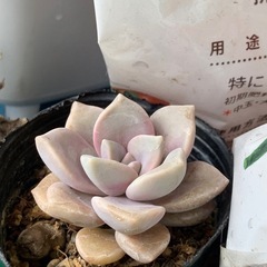 タニラーの部屋。