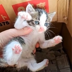 子猫　キジシロ　里親募集