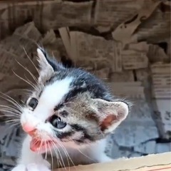 子猫　キジシロちゃん　里親募集