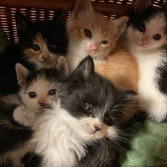 1ヶ月半の子猫⭐︎群馬県太田市まで引取りに来られる方募集