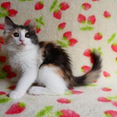 ノルウェージャンフォレストキャットの子猫　その2